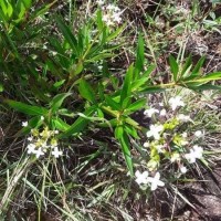 Knoxia spicata (Thwaites ex Trimen) Ridsdale